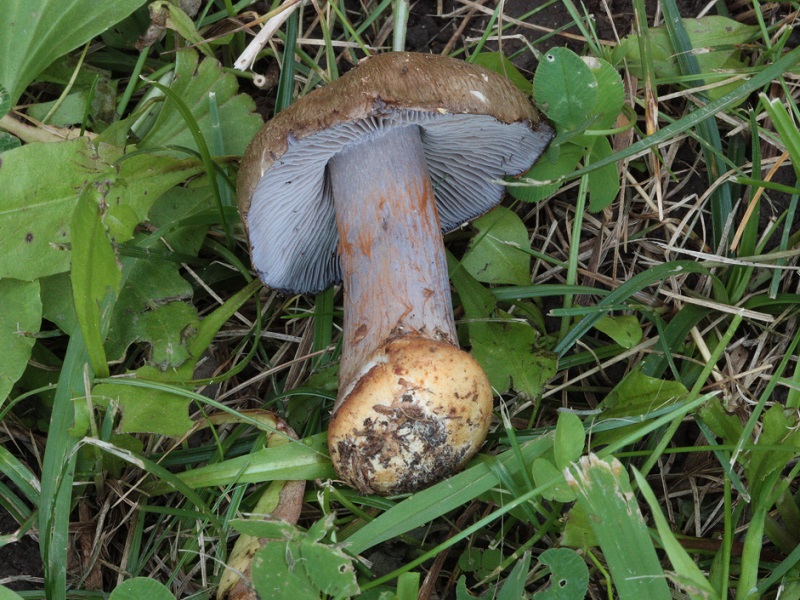 Cortinarius sp
